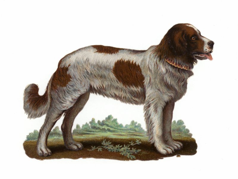 Sankt Bernard hund af American School