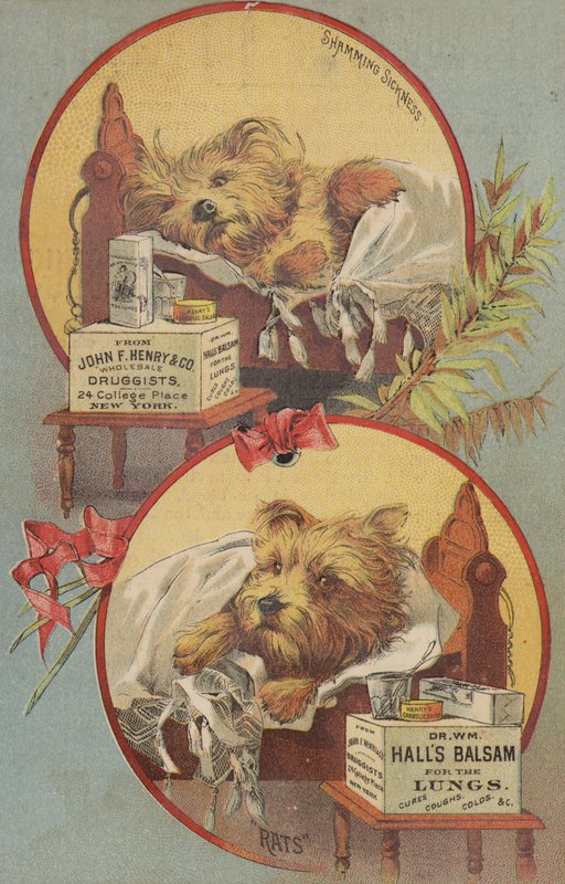 Terrier hund i seng af American School