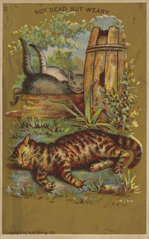 Tre trætte katte. af American School