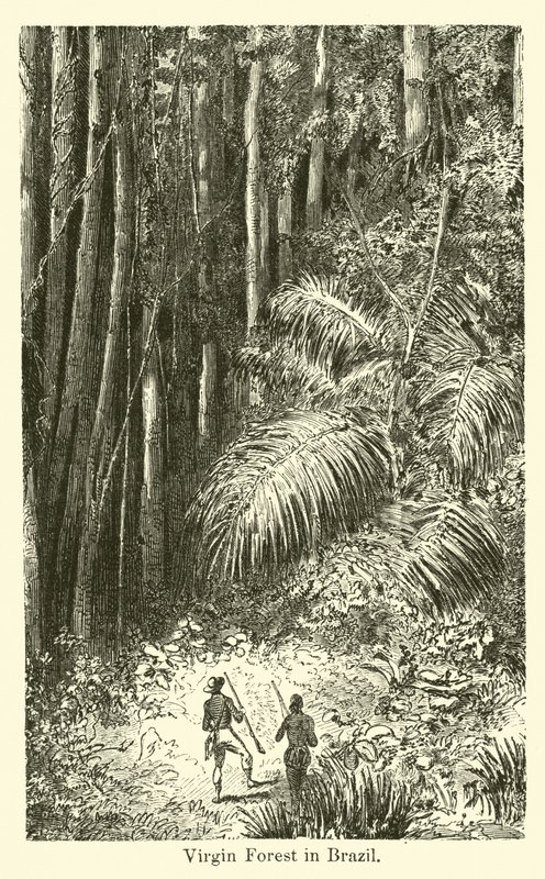 Virgin Forest i Brasilien af American School