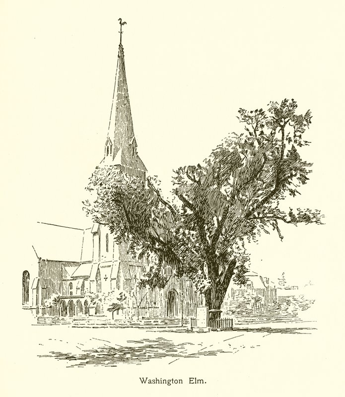 Washington Elm, Cambridge af American School