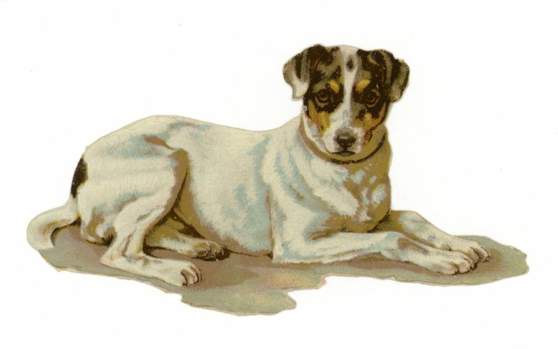 Ung hund liggende af American School