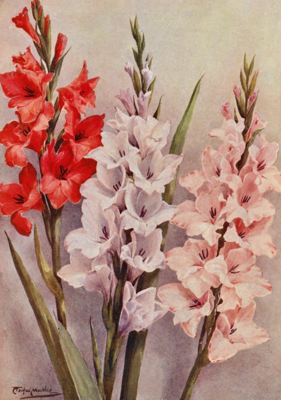 En gruppe moderne gladioler (farvelitografi) af Angelo Fairfax Muckley
