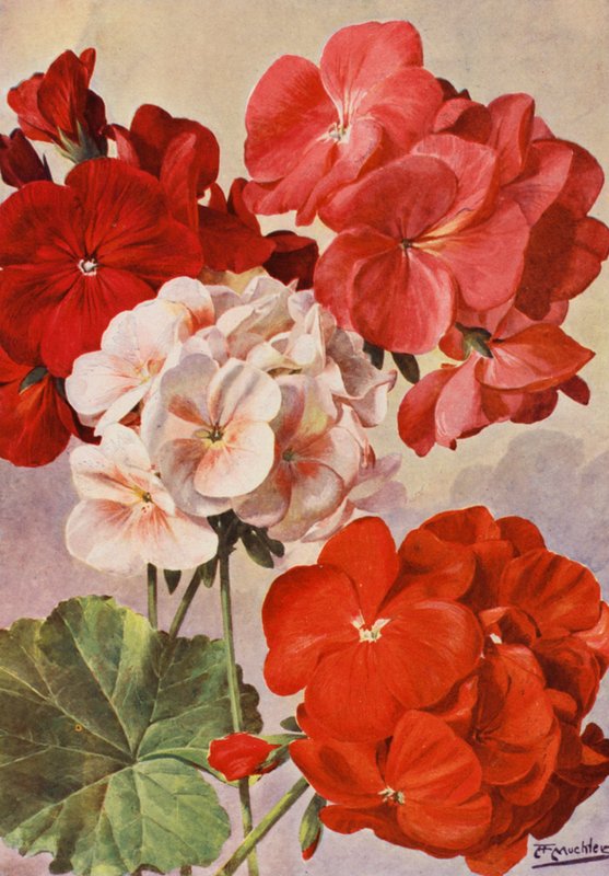 Smukke moderne pelargonier, Zonal Pelargoniums (farvelitografi) af Angelo Fairfax Muckley