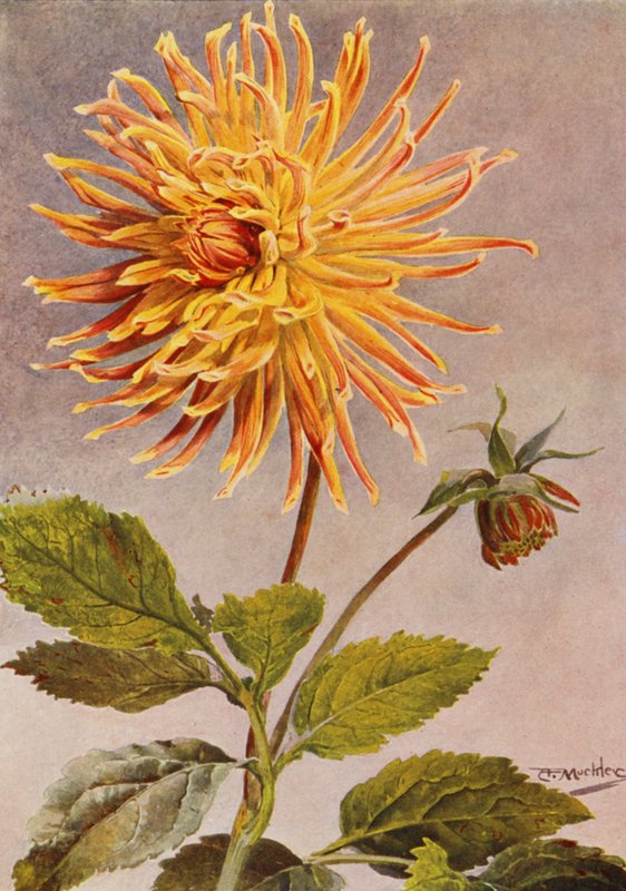 Cactus Dahlia Mrs H L Brousson, Farve, fawn, med et skær af Scarlet Crimson (farvelitografi) af Angelo Fairfax Muckley