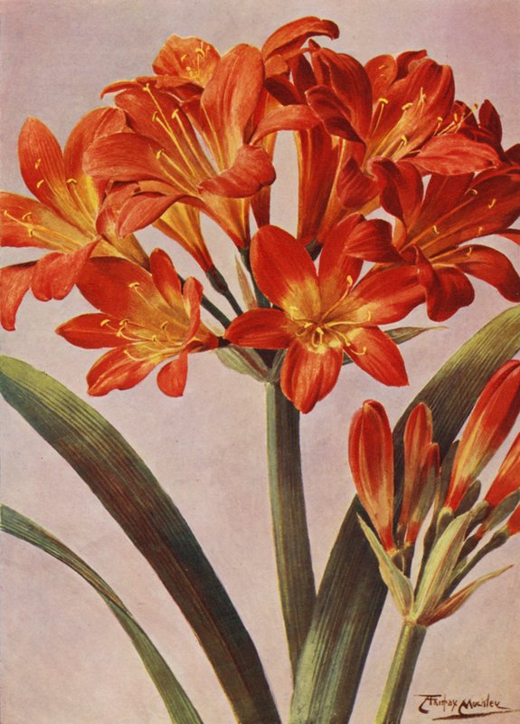 Clivia Miniata, længe kendt som Imantophyllum Miniatum (farvelitografi) af Angelo Fairfax Muckley