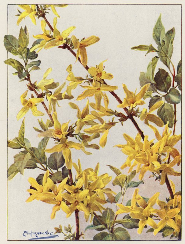 Forsythia Suspensa, en fin busk i det tidlige forår (farvelitografi) af Angelo Fairfax Muckley