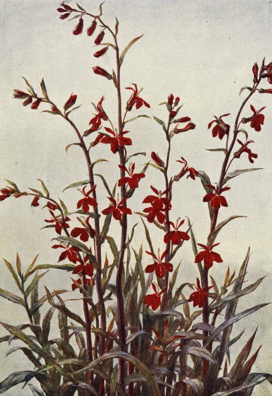 Lobelia Cardinals (farvelitografi) af Angelo Fairfax Muckley