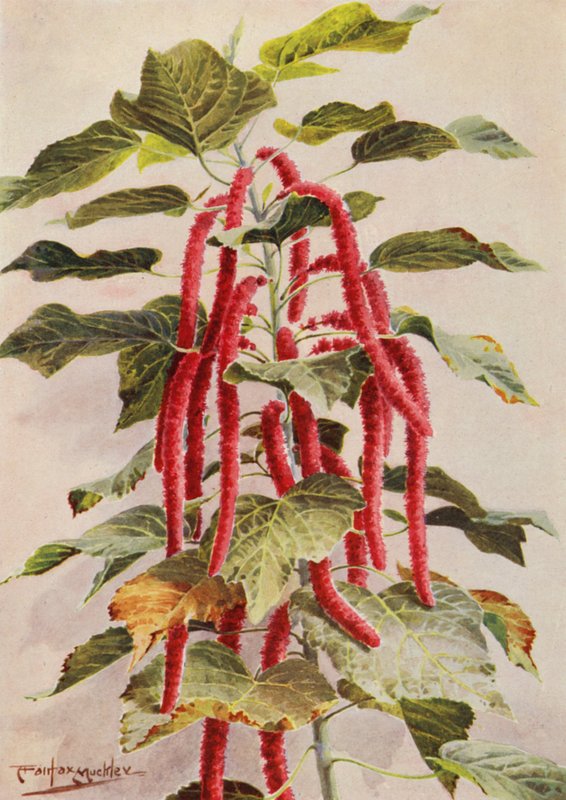 Den smukke rødhalede Acalypha Hispida, Sanderiana (farvelitografi) af Angelo Fairfax Muckley