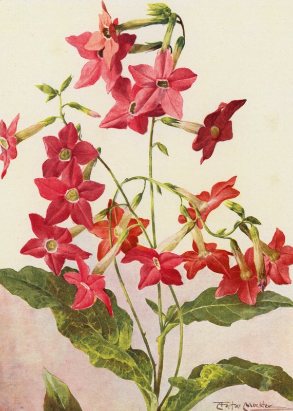 Den smukke tobaksplante Nicotiana Sanderae (farvelitografi) af Angelo Fairfax Muckley