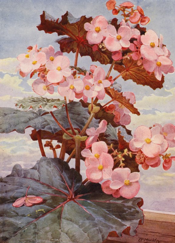 Den smukke mørkbladede Begonia Gloire de Sceaux (farvelitografi) af Angelo Fairfax Muckley