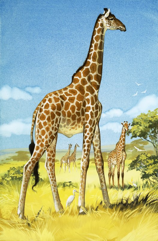 Giraffes af Angus McBride