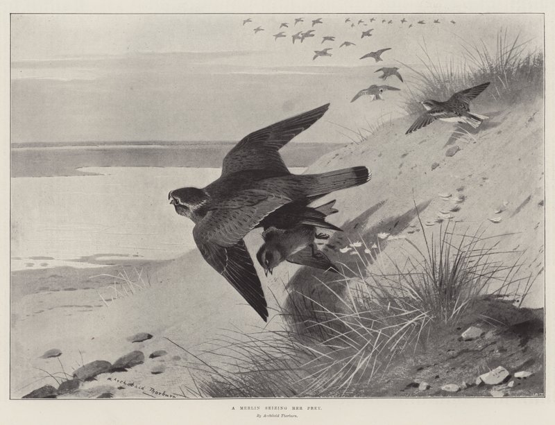 En Merlin griber sit bytte af Archibald Thorburn