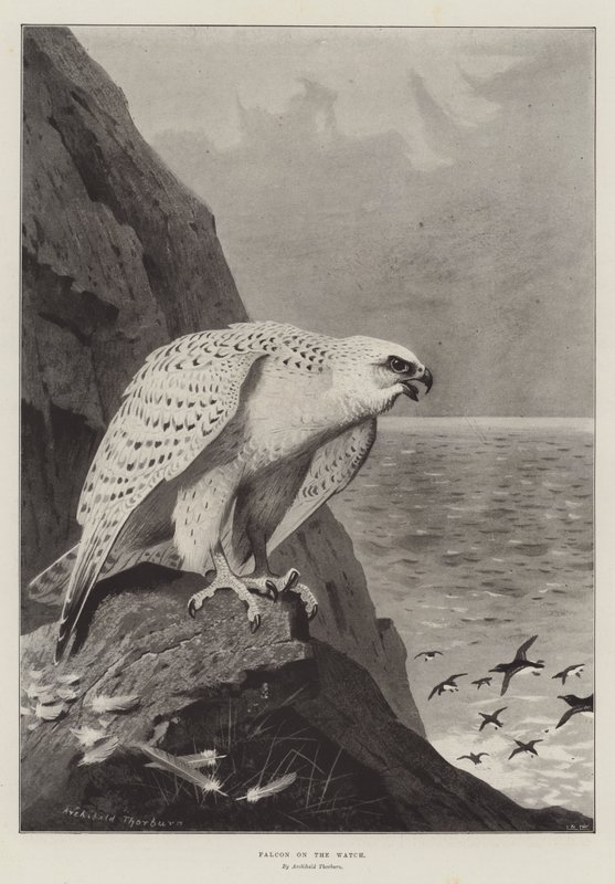 Falk på vagt af Archibald Thorburn