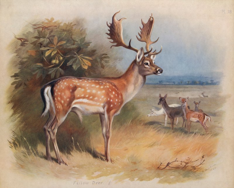 Dådyr af Archibald Thorburn