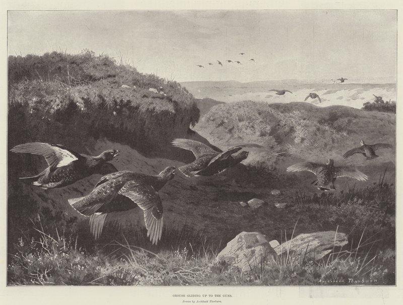 Ryper glider op til Guns af Archibald Thorburn