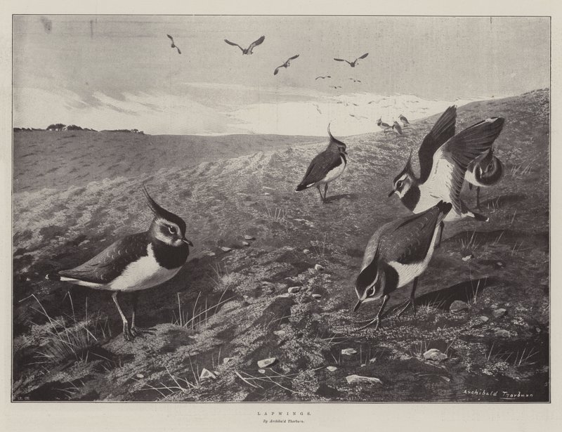Viber af Archibald Thorburn