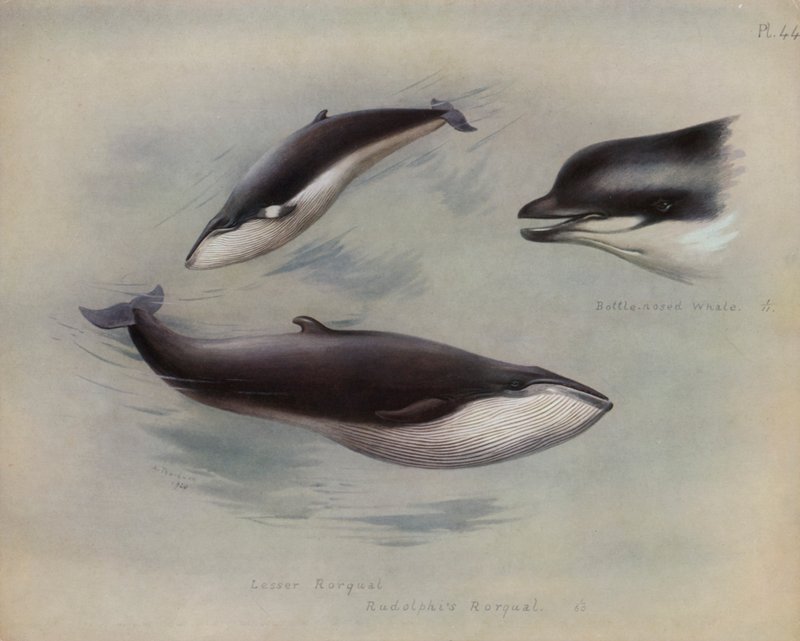 Lille Rorqual, Rudolphis Rorqual, Flaskenæsehval af Archibald Thorburn