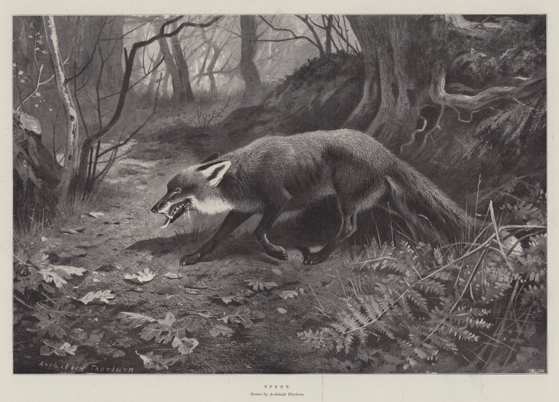 Brugt af Archibald Thorburn