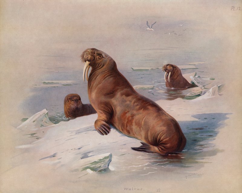 Hvalros af Archibald Thorburn