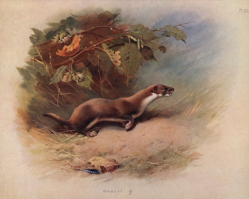 Væsel af Archibald Thorburn
