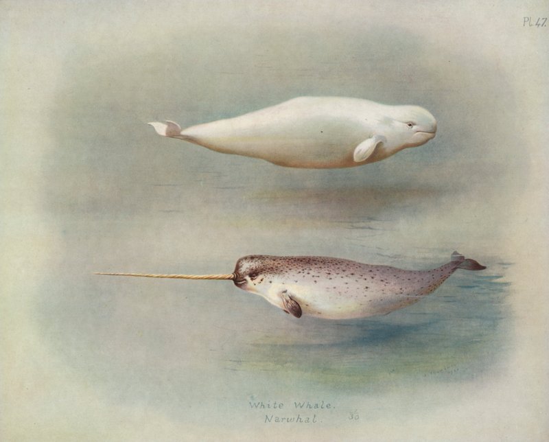 Hvidhval, Narhval af Archibald Thorburn