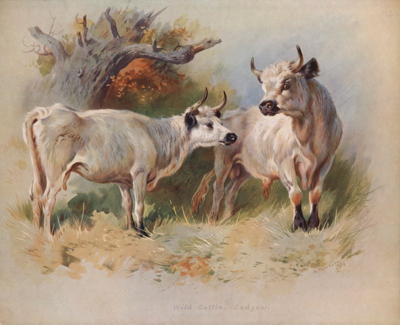 Vildkvæg, Cadzow af Archibald Thorburn