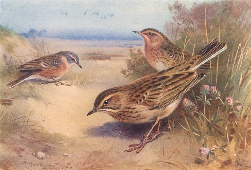 Alpe- eller vandpiber, rødstrubet piber, Richardspiber (farvelitografi) af Archibald Thorburn