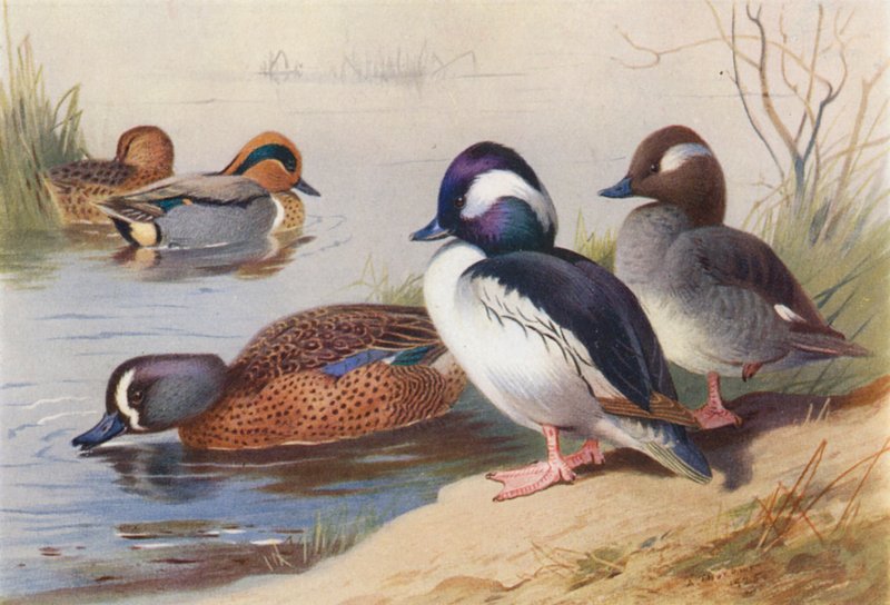Amerikansk grønvinget krikand (han og hun), bøffelhovedet and (han og hun), blåvinget krikand (farvelitografi) af Archibald Thorburn