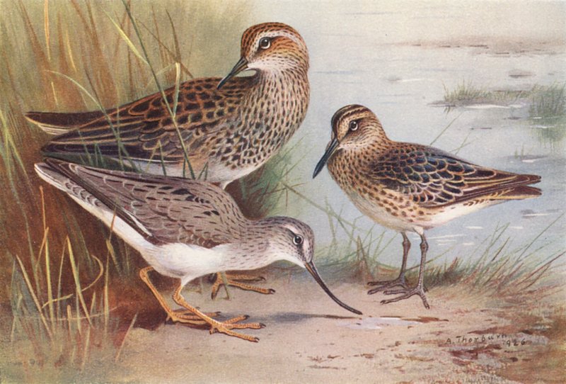 Amerikansk sandspringer, brednæbbet sandspringer, tereksandspringer (farvelitografi) af Archibald Thorburn