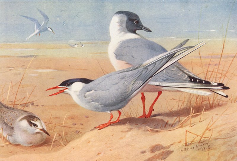 Havterne (voksen og ung), Bonapartemåge (farvelitografi) af Archibald Thorburn