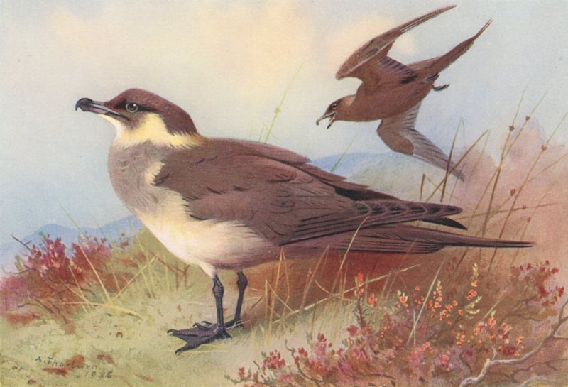 Arktisk eller Richardsons kjove (farvelitografi) af Archibald Thorburn