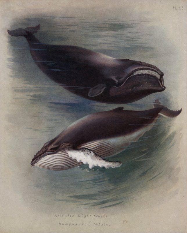 Atlantisk højrehval, pukkelhval af Archibald Thorburn