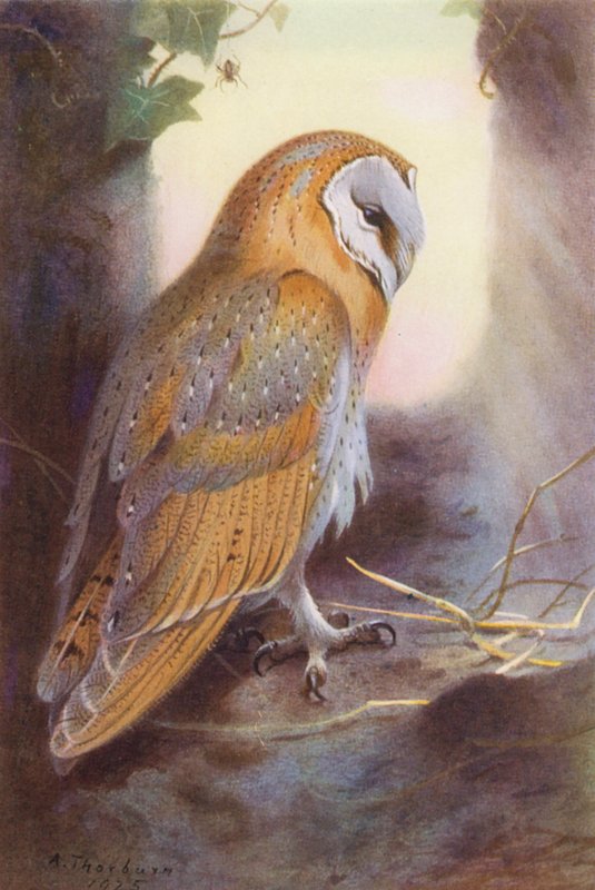 Barn-Owl (farvelitografi) af Archibald Thorburn