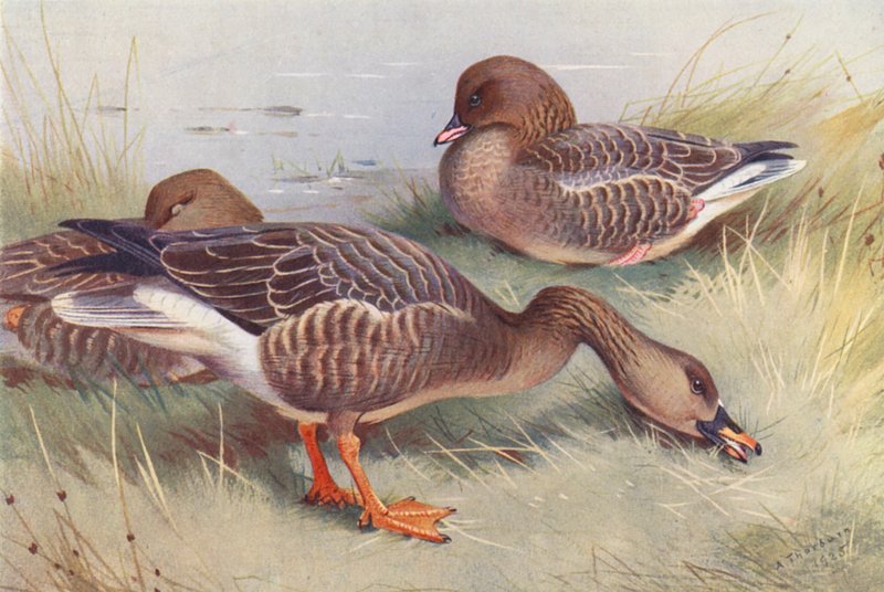 Bønnegås, kortnæbbet gås (farvelitografi) af Archibald Thorburn