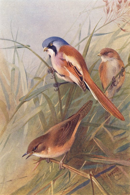 Skægmejse (han og hun), Savisanger (farvelitografi) af Archibald Thorburn