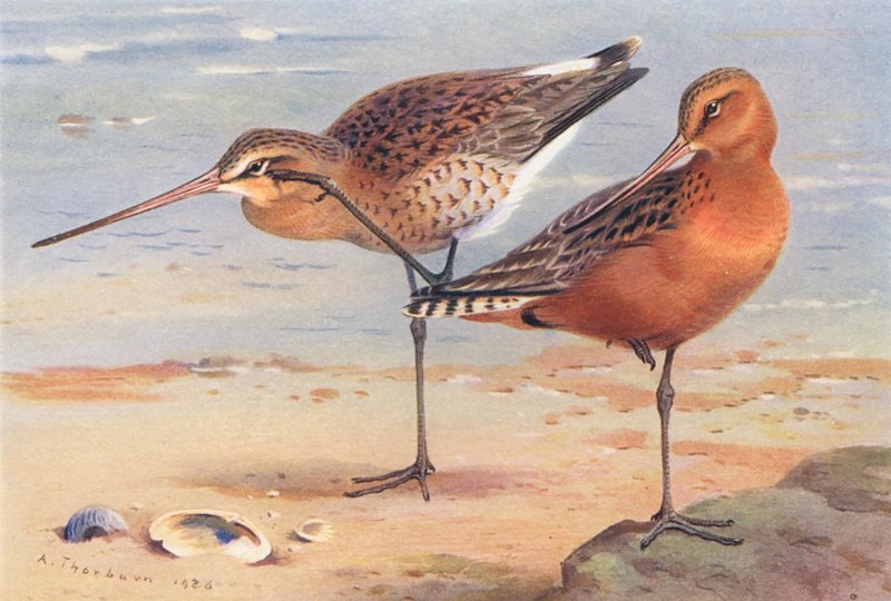 Sortstrubet bynkefugl (sommer), storspove (sommer) (farvelitografi) af Archibald Thorburn