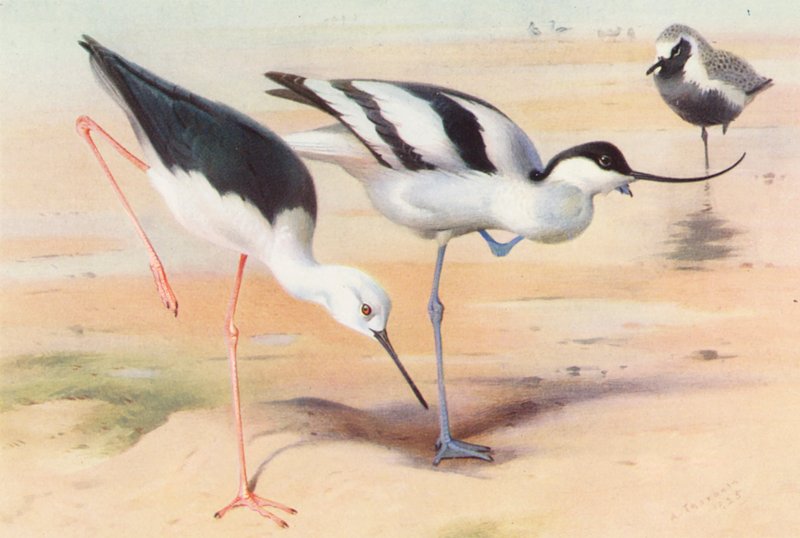 Sorthalset stylteløber, hjejle, hjejle (sommer) (farvelitografi) af Archibald Thorburn