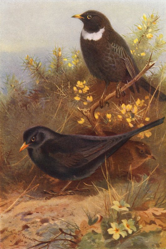 Sort fugl (han og hun), Ring-Ouzel (farvelitografi) af Archibald Thorburn