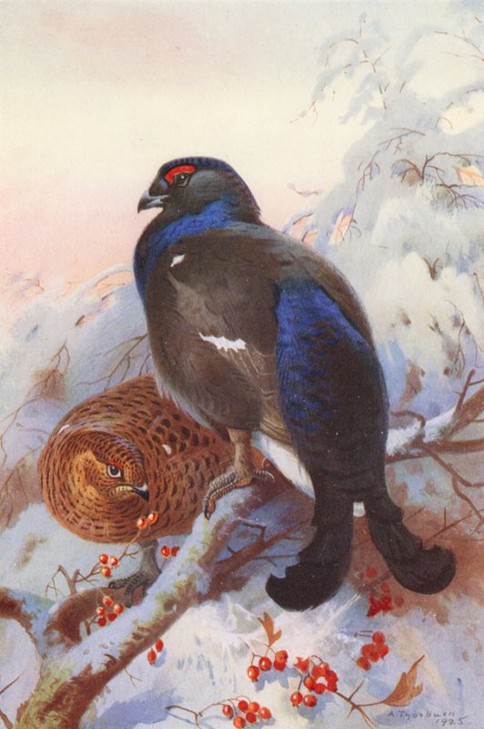 Birkhøne (han og hun) (farvelitografi) af Archibald Thorburn