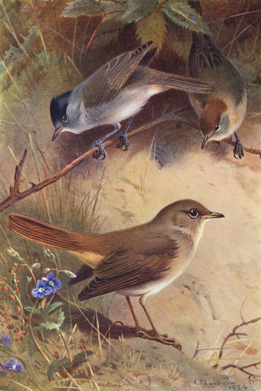 Solsort (han og hun), nattergal (farvelitografi) af Archibald Thorburn