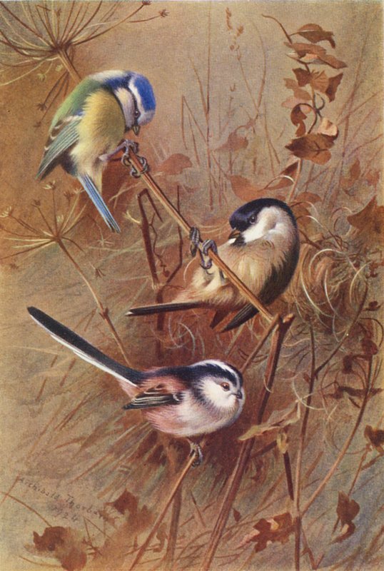 Blåmejse, sumpmejse, langhalet mejse (farvelitografi) af Archibald Thorburn