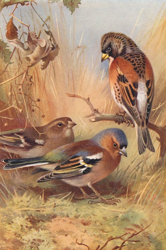 Dompap, bogfinke (han og hun) (farvelitografi) af Archibald Thorburn