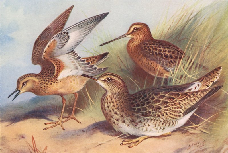 Hvidbrystet præstekrave, rødbrystet præstekrave, bartram præstekrave (farvelitografi) af Archibald Thorburn