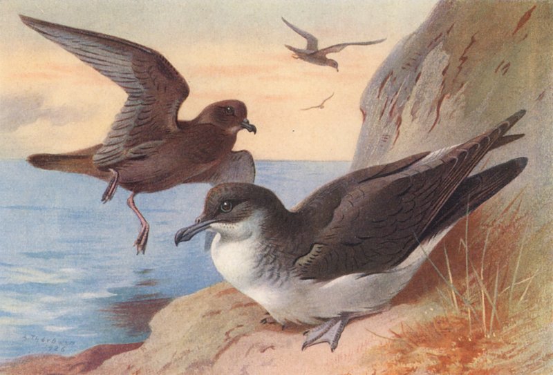 Bulwer-petrel, Manx Shearwater (farvelitografi) af Archibald Thorburn