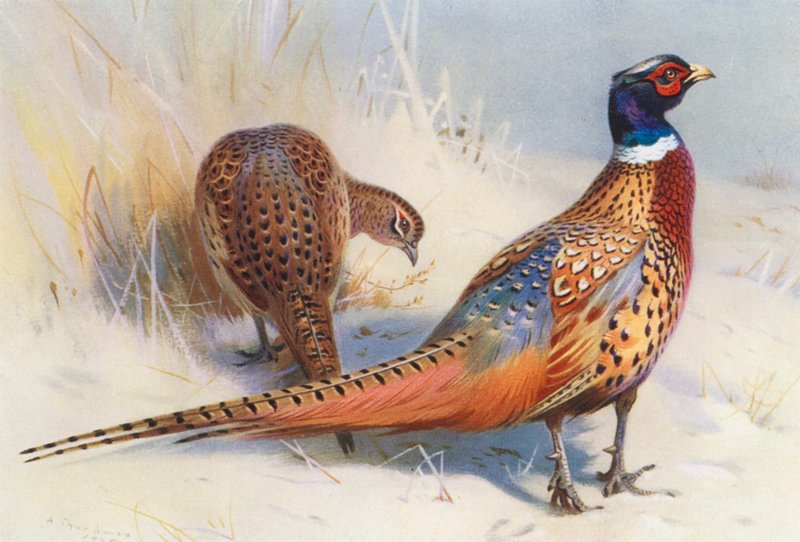 Kinesisk ringhalset fasan (han og hun) (farvelitografi) af Archibald Thorburn