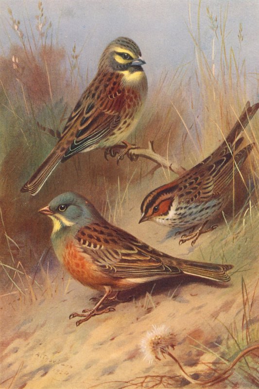Cirl Bunting, Little Bunting, Ortolan (farvelitografi) af Archibald Thorburn