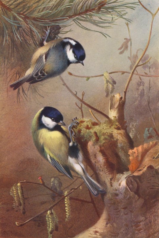 Kulmejse, spætmejse (farvelitografi) af Archibald Thorburn