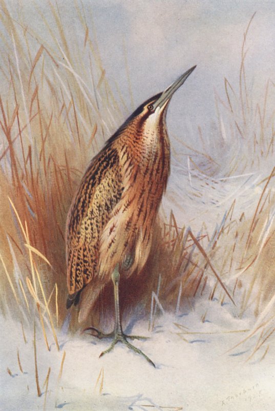 Rørdrum (farvelitografi) af Archibald Thorburn