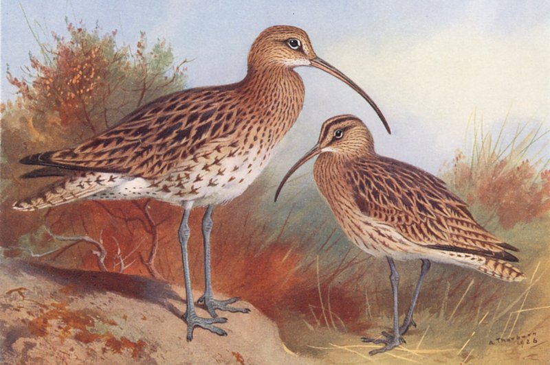 Storspove, hvinand (farvelitografi) af Archibald Thorburn